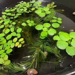 浮き草・水草セット