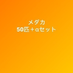 メダカ  バラエティセット 50匹＋α