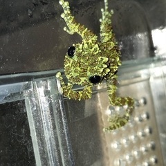 11月販売ベトナムコケガエル