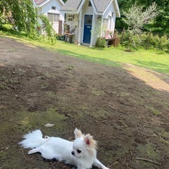 犬友　メンバー募集　小型犬