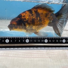 金魚　ジャンボ獅子頭