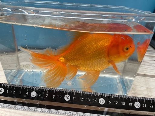 金魚　ジャンボ獅子頭