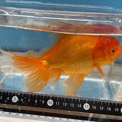 金魚 ジャンボ獅子頭