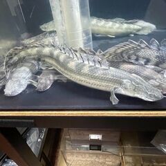 ポリプテルス・ビキール・ビキール①