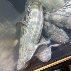 ポリプテルス・ビキール・ビキール①