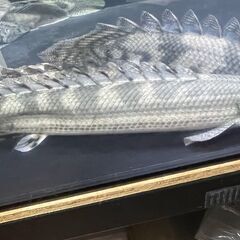 ポリプテルス・ビキール・ビキール① ポリプテルス・ビキール・ビキール①