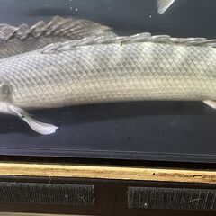 【お取引先が決まりました】ポリプテルス・ビキール・ビキール②【10月31日まで】