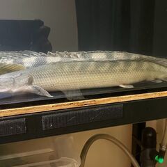 【お取引先が決まりました】ポリプテルス・ビキール・ビキール②【10月31日まで】