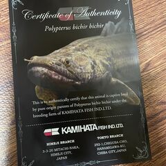 【お取引先が決まりました】ポリプテルス・ビキール・ビキール②【10月31日まで】