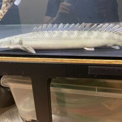 【お取引先が決まりました】ポリプテルス・ビキール・ビキール②【10月31日まで】