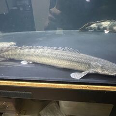 ポリプテルス・ビキール・ビキール③