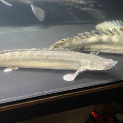 ポリプテルス・ビキール・ビキール③