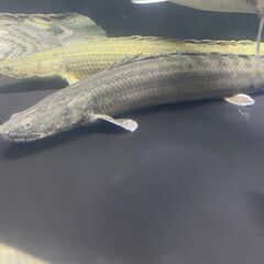 ポリプテルス・ビキール・ビキール③