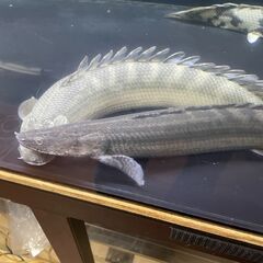 ポリプテルス・ビキール・ビキール③