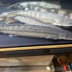 ポリプテルス・ビキール・ビキール③