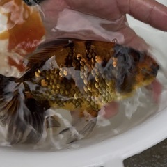 金魚　ジャンボ獅子頭