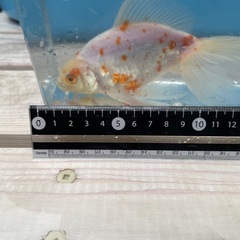 金魚　ジャンボ獅子頭