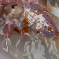 金魚　ジャンボ獅子頭