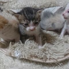 生後１ヶ月 猫４匹