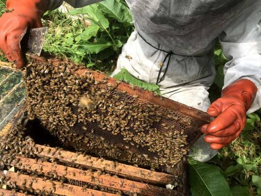 24kg 青森県産はちみつ 青森県産 はちみつ（ニホンミツバチ 日本蜜蜂）｜蜂蜜の商品詳細