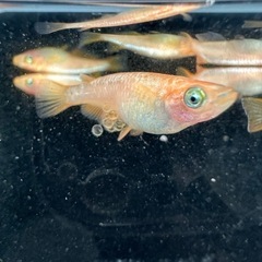 メダカ【ミラージュ】若魚(種親)①ペア　メダカの館ワッチ様血統　準直系【高級魚】