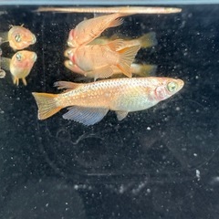 メダカ【ミラージュ】若魚(種親)①ペア　メダカの館ワッチ様血統　準直系【高級魚】