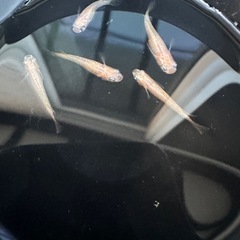 メダカ【ミラージュ】若魚(種親)①ペア　メダカの館ワッチ様血統　準直系【高級魚】