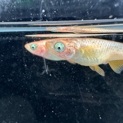 メダカ【ミラージュ】若魚(種親)①ペア　メダカの館ワッチ様血統　準直系【高級魚】