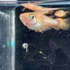 メダカ【ミラージュ】若魚(種親)①ペア　メダカの館ワッチ様血統　準直系【高級魚】