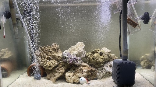 海水魚スターターキット フルセットです！バラ売りも可