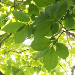 【メダカの越冬などに】 渋抜き不要な甘柿の葉 A4サイズのジッパ...