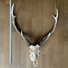 北海道エゾ鹿の角頭蓋骨付き　スケルトン