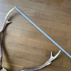 北海道エゾ鹿の角頭蓋骨付き　スケルトン