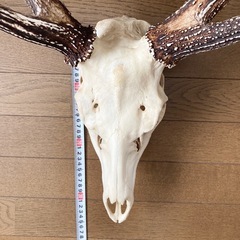 北海道エゾ鹿の角頭蓋骨付き　スケルトン
