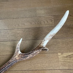 北海道エゾ鹿の角頭蓋骨付き　スケルトン