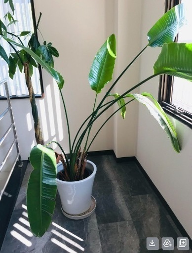 観葉植物オーガスタ