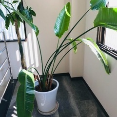 観葉植物オーガスタ