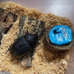 【配送可】ヘラクレスオキシデンタリスペア 