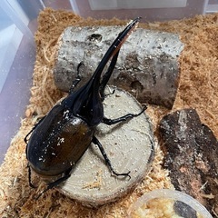 【配送可】ヘラクレスオキシデンタリスペア 