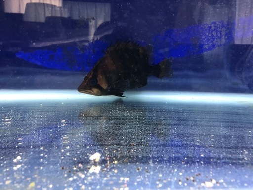 ダトニオプラスワン