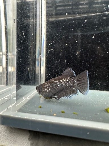 メダカ【プレアデス】若魚(ヘテロ)(ブルー/アースアイ因子持ち)①ペア  