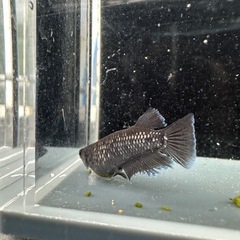 メダカ【プレアデス】若魚(ヘテロ)(ブルー/アースアイ因子持ち)①ペア　ヒトミダメダカ様血統　準直系【高級魚】