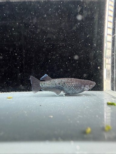 メダカ【プレアデス】若魚(ヘテロ)(ブルー/アースアイ因子持ち)①ペア  