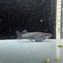 メダカ【プレアデス】若魚(ヘテロ)(ブルー/アースアイ因子持ち)①ペア　ヒトミダメダカ様血統　準直系【高級魚】