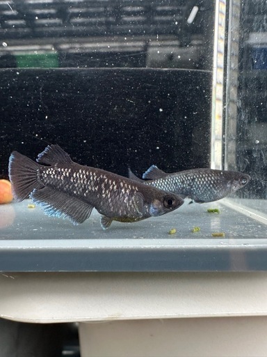 メダカ【プレアデス】若魚(ヘテロ)(ブルー/アースアイ因子持ち)①ペア　ヒトミダメダカ様血統　準直系【高級魚】