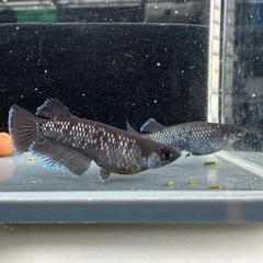 メダカ【プレアデス】若魚(ヘテロ)(ブルー/アースアイ因子持ち)①ペア　ヒトミダメダカ様血統　準直系【高級魚】