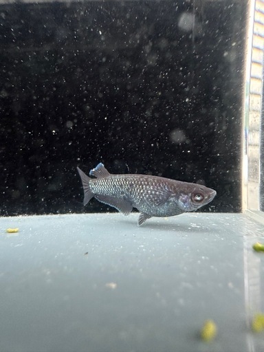 メダカ【プレアデス】若魚(ヘテロ)(ブルー/アースアイ因子持ち)①ペア