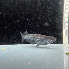 メダカ【プレアデス】若魚(ヘテロ)(ブルー/アースアイ因子持ち)①ペア　ヒトミダメダカ様血統　準直系【高級魚】