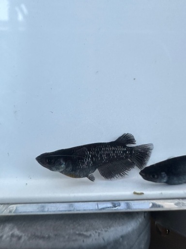 メダカ【プレアデス】若魚(ヘテロ)(ブルー/アースアイ因子持ち)①ペア  