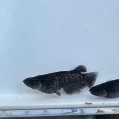 メダカ【プレアデス】若魚(ヘテロ)(ブルー/アースアイ因子持ち)①ペア　ヒトミダメダカ様血統　準直系【高級魚】